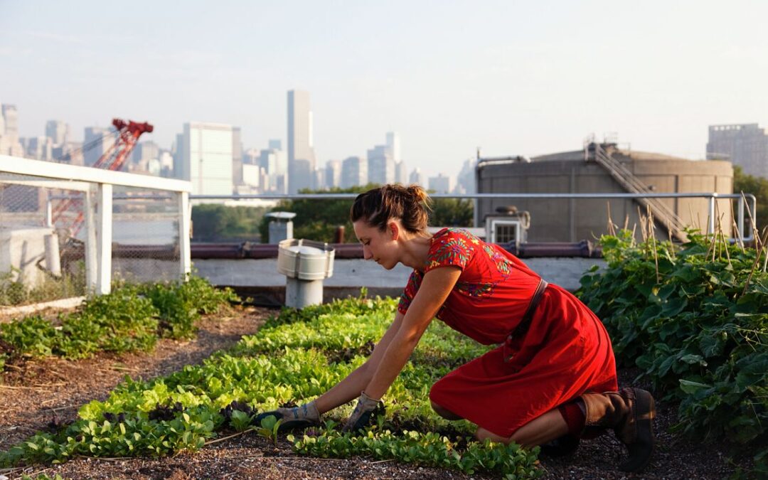 Annie Novak – Urban Farmer – on The Selby