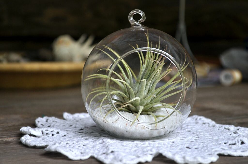 Bonsai and Ivy and Air Plants – oh my!
