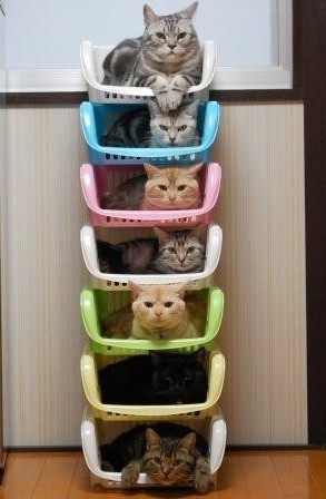 ~ Collections ~ Cats in Baskets