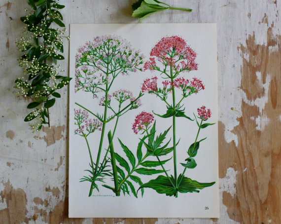Vintage Botanical Prints {Anastasia Drawing and Dreaming}